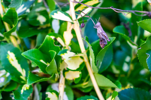 istock Grasshopper in a green bush 1140429441