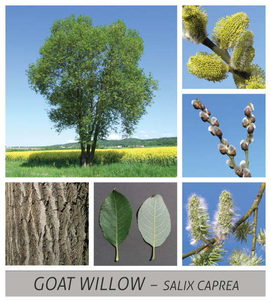 istock Goat Willow, Pussy Willow, Sallow, willow, salix, caprea, palm kitten 1140429755