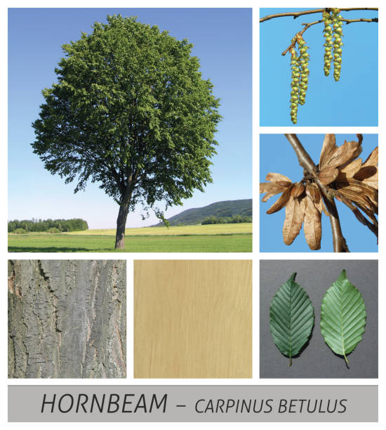 istock beech, white beech, hornbeam, beech, carpinus, betulus, seeds 1140429828