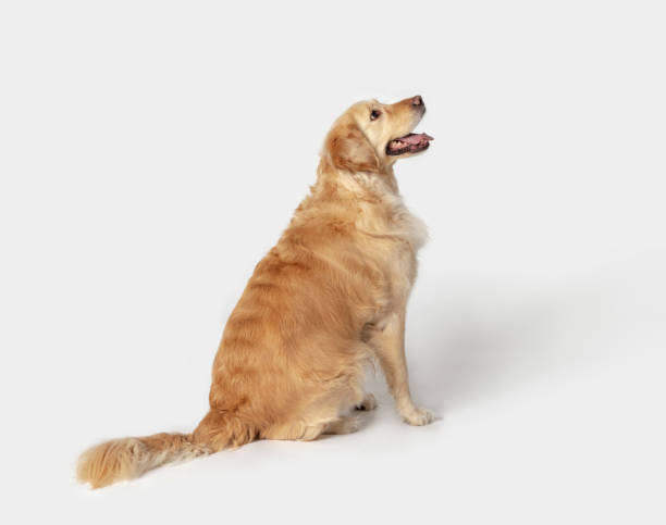 istock Golden retriever sitting and looking up on the white background. 1140430628