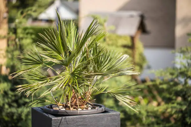 Chinese windmill palm as a container plant