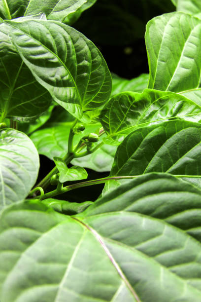 Seedling of vegetables, young chilli peper plants, in containers, planting vegetables, indoor growth, growth box. Flower buds.