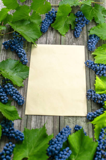Vine with blue grapes and leaves around on vintage wooden table. Old paper template in center of background. Top view vertical background.