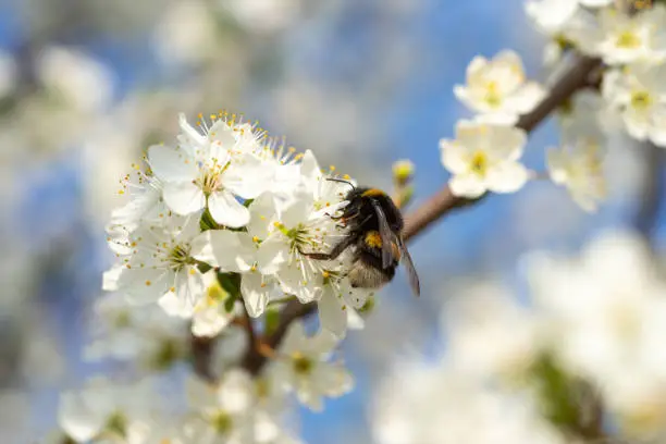 Bumblebee on bright white sloe blossoms