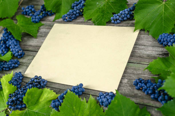 Vine with blue grapes and leaves around on vintage wooden table. Old paper template in center of background