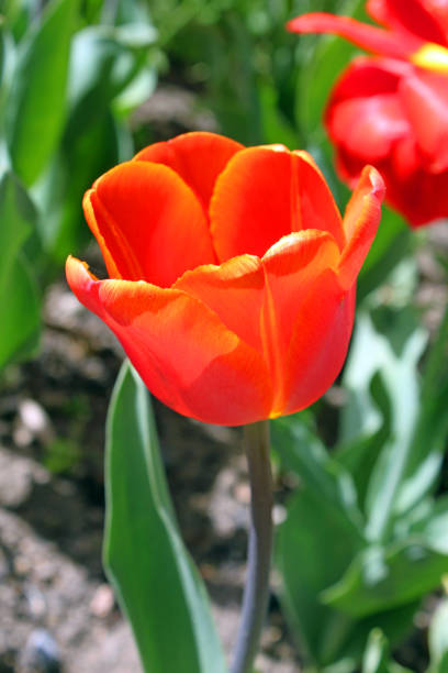 istock Red tulip in a park in spring 1140432676