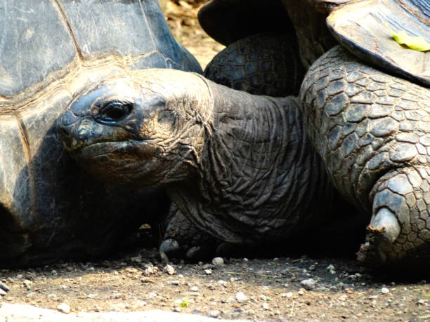 istock Head of a giant tortoise 1140432751