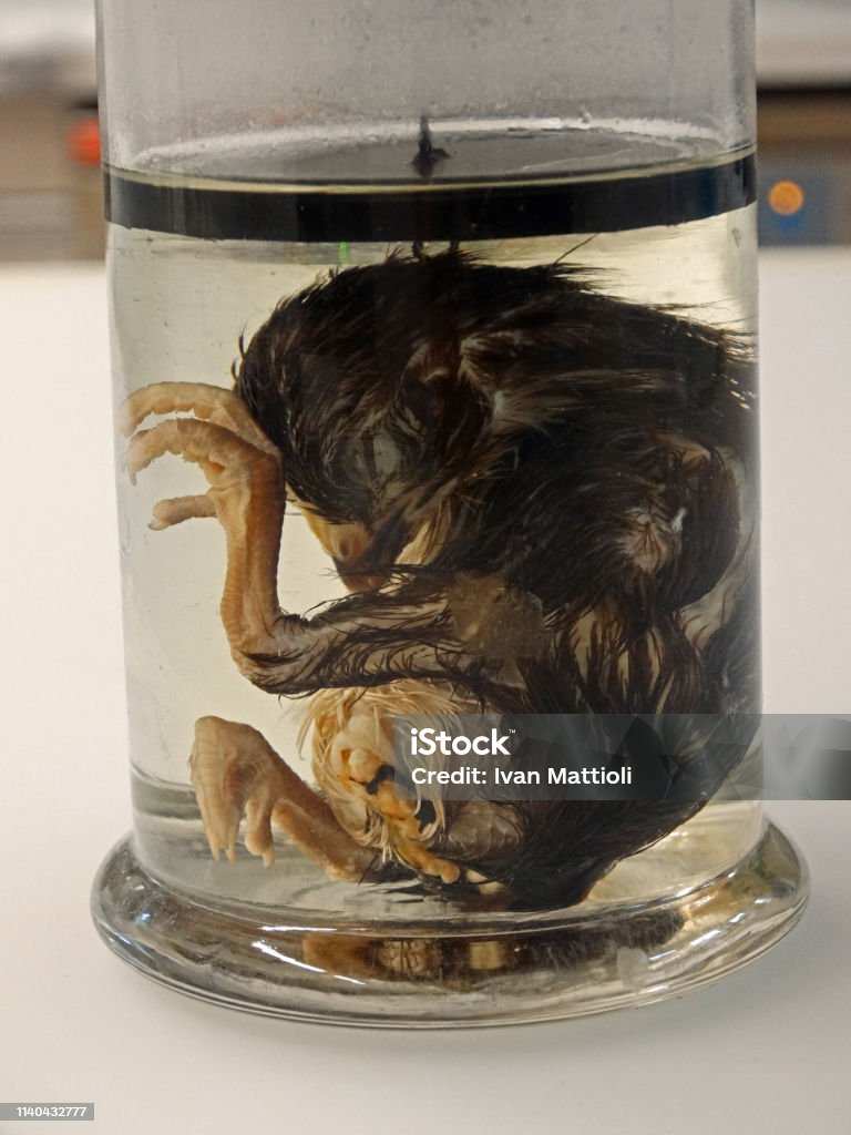 Preserved Chicken In A Glass With Formaldehyde Stock Photo - Download Image  Now - Formaldehyde, Chicken - Bird, Jar - iStock