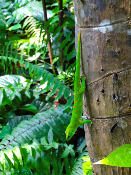 istock Madagascar day gecko on a trunk. 1140432787