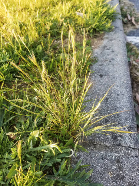 istock Annual or or rat's-tail fescue 1140433637