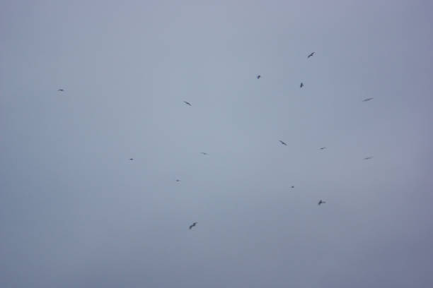istock wild birds flying high in the sky 1140434417