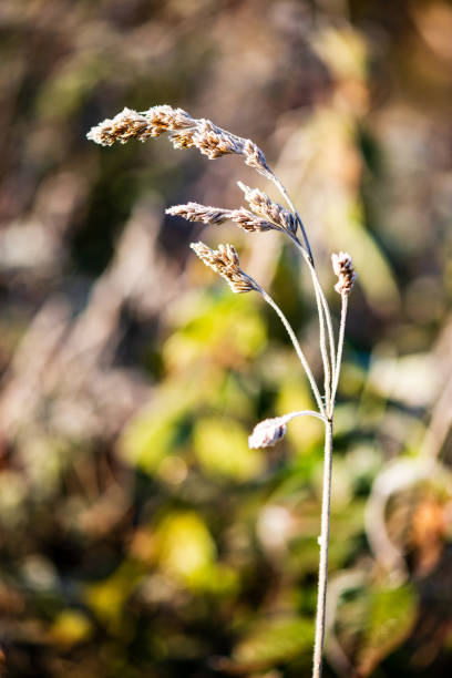 istock frost covered grass and tree leaves in sunny winter morning light 1140434469