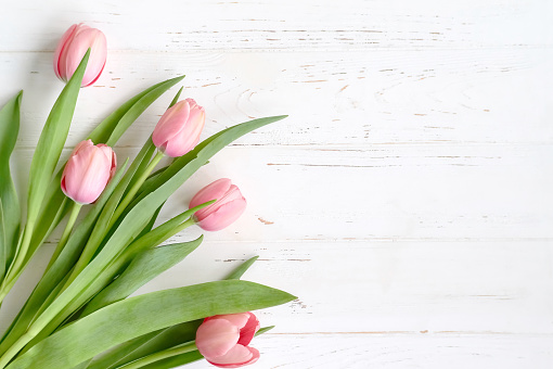 Floral background with Pink Tulips on white wood background. Spring flower. Copy space. Greeting card for Valentine's Day, Woman's Day and Mother's Day. Top view