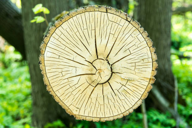 istock Cut a sawn trunk of a tree in cracks 1140436360