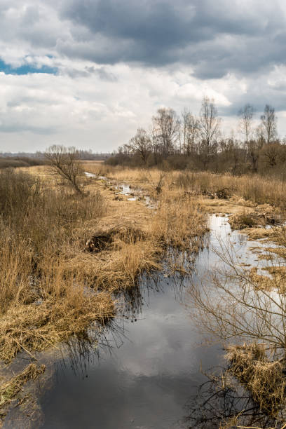 istock Landscape of marshland with a leaf bare tree silhouetted against a cloudy blue sky. Dead marsh grasses, water with reflection & forest in the distance. 1140436602