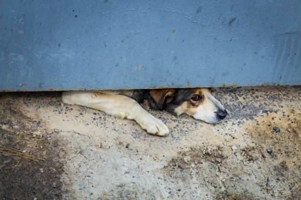 istock guard dog peeking out under a fence 1140436805