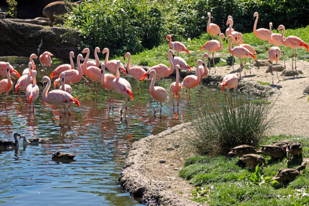 istock group of flamingos in a zoo 1140438341