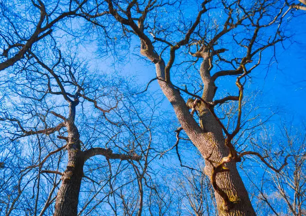 Big old oak trees without foliage against blue sky background in early spring. Natural background