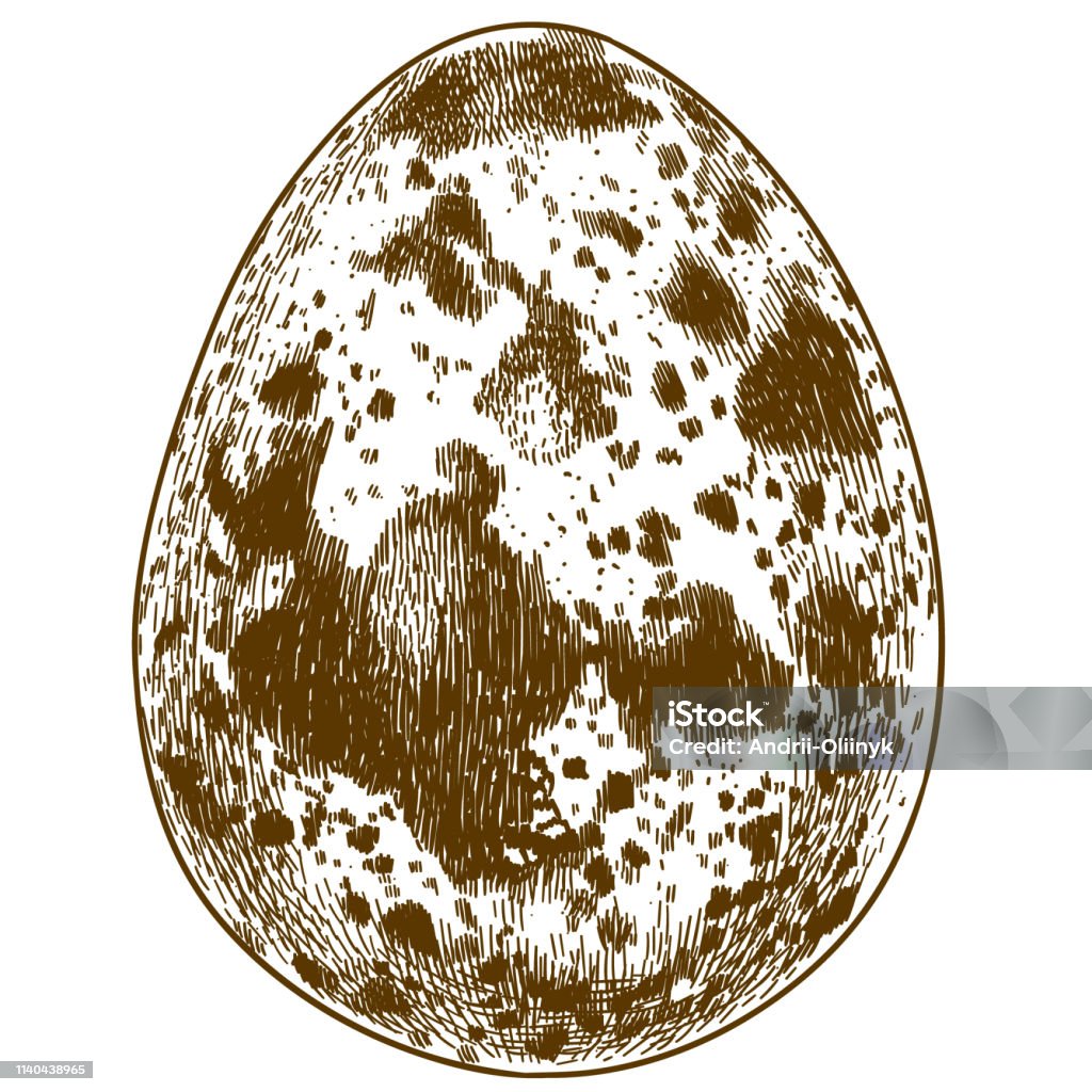 engraving illustration of quail egg Vector antique engraving drawing illustration of quail egg isolated on white background Partridge stock vector