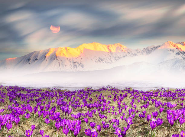 山岳地帯の高山クロッカス - spring crocus temperate flower european alps ストックフォトと画像