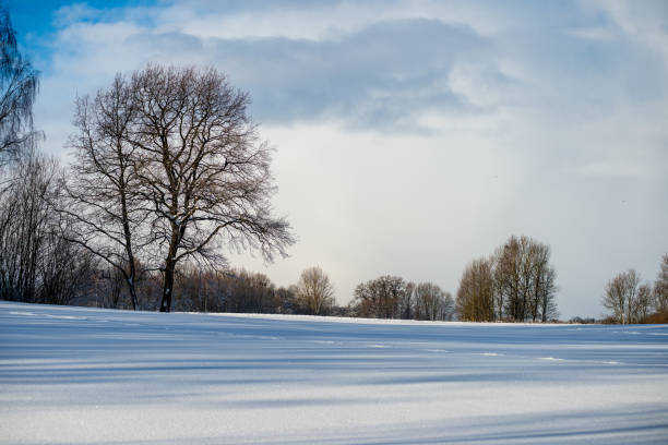 frost covered grass and birch tree branches leaves in sunny winter morning light in snowy park
