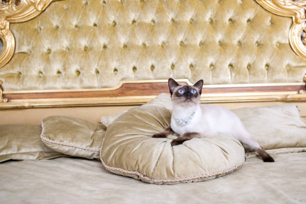 istock The theme is luxury and wealth. Young cat without a tail thoroughbred Mecogon bobtail lies resting on a big bed on a pillow in a Renaissance Baroque interior in France Europe Versailles Palace 1140441702