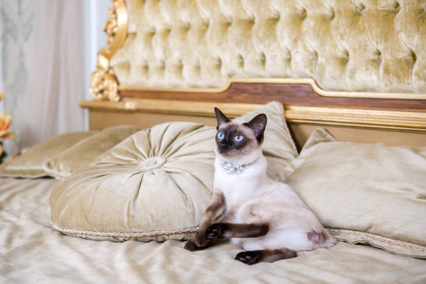 istock The theme is luxury and wealth. Young cat without a tail thoroughbred Mecogon bobtail lies resting on a big bed on a pillow in a Renaissance Baroque interior in France Europe Versailles Palace 1140441720
