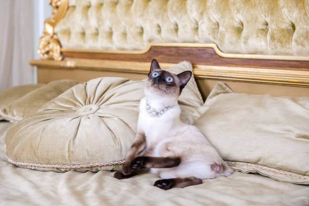 istock The theme is luxury and wealth. Young cat without a tail thoroughbred Mecogon bobtail lies resting on a big bed on a pillow in a Renaissance Baroque interior in France Europe Versailles Palace 1140441908