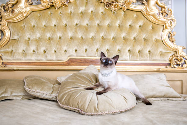 istock The theme is luxury and wealth. Young cat without a tail thoroughbred Mecogon bobtail lies resting on a big bed on a pillow in a Renaissance Baroque interior in France Europe Versailles Palace 1140441943