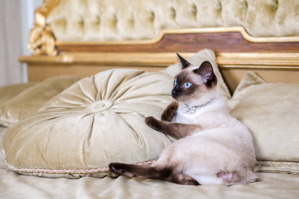 istock The theme is luxury and wealth. Young cat without a tail thoroughbred Mecogon bobtail lies resting on a big bed on a pillow in a Renaissance Baroque interior in France Europe Versailles Palace 1140442039