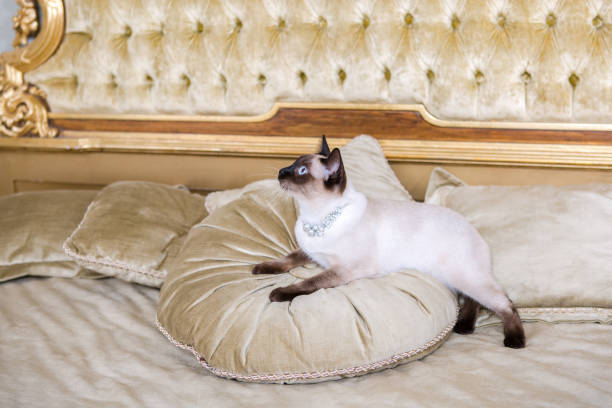 istock The theme is luxury and wealth. Young cat without a tail thoroughbred Mecogon bobtail lies resting on a big bed on a pillow in a Renaissance Baroque interior in France Europe Versailles Palace 1140442063