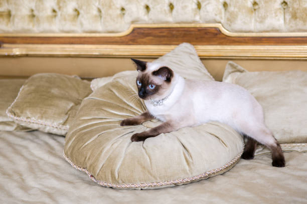 istock The theme is luxury and wealth. Young cat without a tail thoroughbred Mecogon bobtail lies resting on a big bed on a pillow in a Renaissance Baroque interior in France Europe Versailles Palace 1140442073