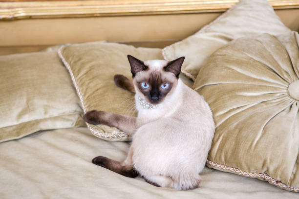 istock The theme is luxury and wealth. Young cat without a tail thoroughbred Mecogon bobtail lies resting on a big bed on a pillow in a Renaissance Baroque interior in France Europe Versailles Palace 1140442079