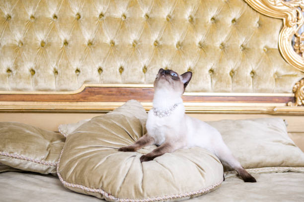 istock The theme is luxury and wealth. Young cat without a tail thoroughbred Mecogon bobtail lies resting on a big bed on a pillow in a Renaissance Baroque interior in France Europe Versailles Palace 1140442143