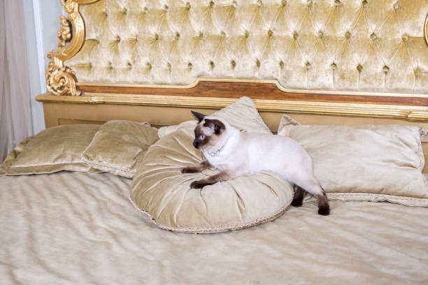 istock The theme is luxury and wealth. Young cat without a tail thoroughbred Mecogon bobtail lies resting on a big bed on a pillow in a Renaissance Baroque interior in France Europe Versailles Palace 1140442207