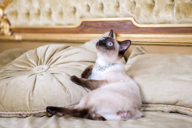 istock The theme is luxury and wealth. Young cat without a tail thoroughbred Mecogon bobtail lies resting on a big bed on a pillow in a Renaissance Baroque interior in France Europe Versailles Palace 1140442264
