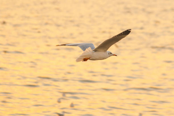 istock Seagulls are flying over the sea. 1140442363
