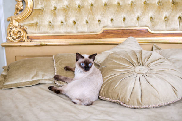 istock The theme is luxury and wealth. Young cat without a tail thoroughbred Mecogon bobtail lies resting on a big bed on a pillow in a Renaissance Baroque interior in France Europe Versailles Palace 1140442379