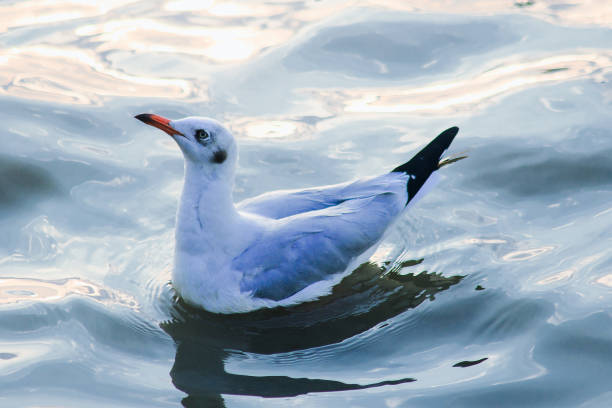 istock Seagulls are in the water 1140442602