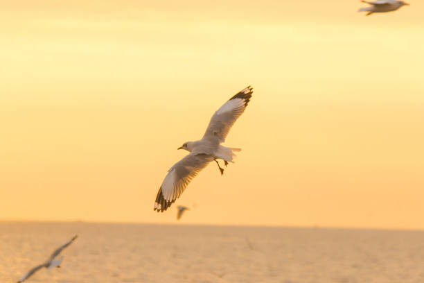 istock Seagulls are flying over the sea. 1140442643
