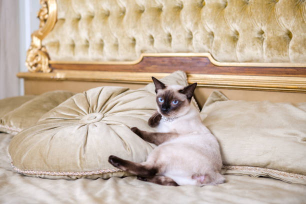 istock The theme is luxury and wealth. Young cat without a tail thoroughbred Mecogon bobtail lies resting on a big bed on a pillow in a Renaissance Baroque interior in France Europe Versailles Palace 1140442673
