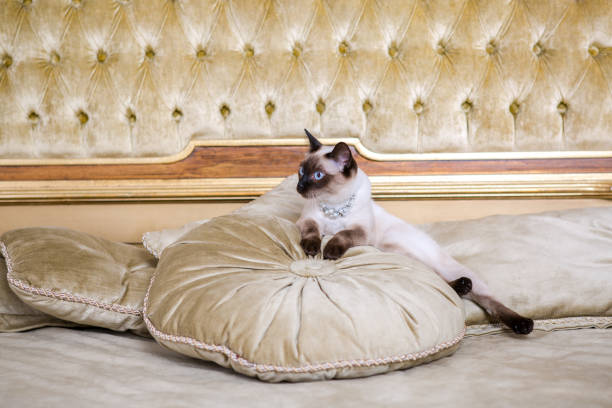 istock The theme is luxury and wealth. Young cat without a tail thoroughbred Mecogon bobtail lies resting on a big bed on a pillow in a Renaissance Baroque interior in France Europe Versailles Palace 1140442696