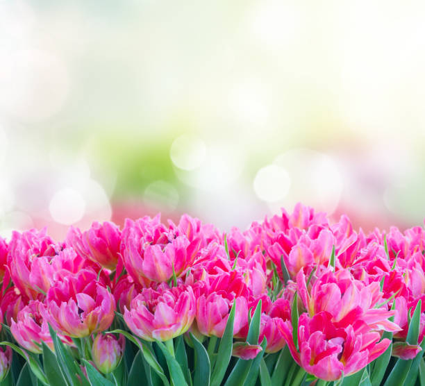 розовые свежие тюльпаны - tulip blue close up cut flowers стоковые фото и изображения