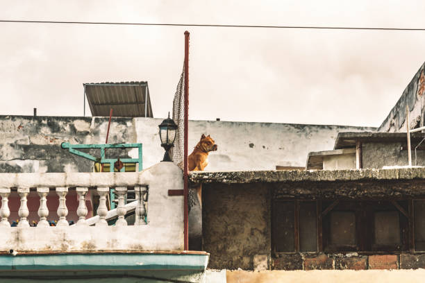 istock watchdog on the roof 1140443844