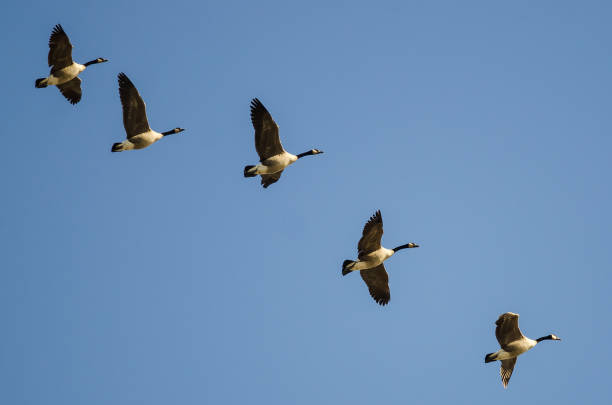 istock Flock of Canada Geese Flying in a Blue Sky 1140444106