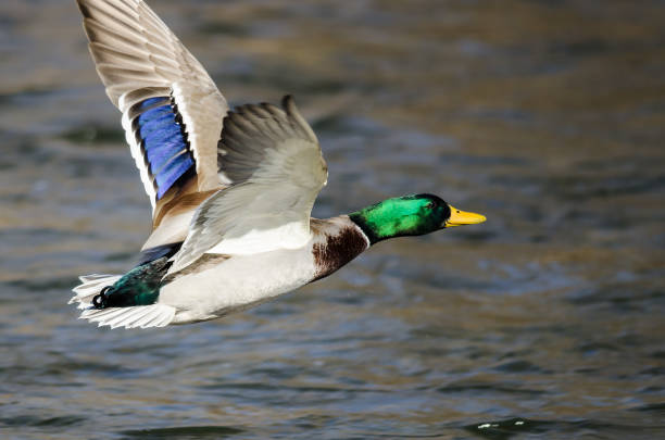 istock Mallard Duck Flying Over the Flowing River 1140444306