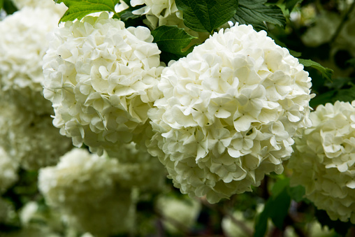 White flower of the snowball viburnum Buldenezh in bloom
