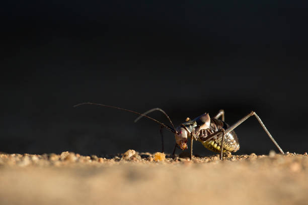 Armour Plated Ground Cricket in Namibia.