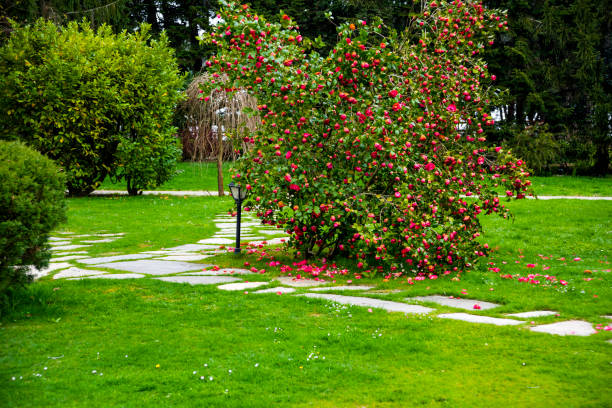 Formal garden pathway dividing verdant lawn, lined with yellow, orange, and red marigolds