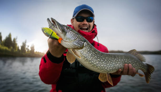 Fishing. Fisherman and trophy Pike. Fishing backgrounds fish eye effect stock pictures, royalty-free photos & images